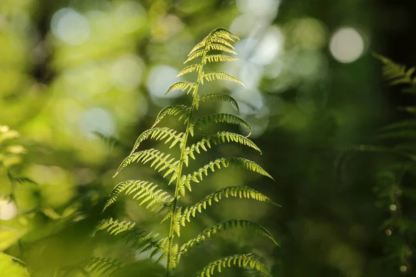 Gros Plan Fougère Dans Forêt Par Une Matinée Ensoleillée Printemps — Photo