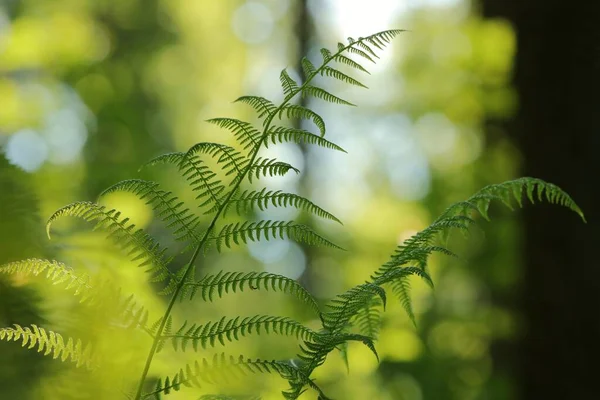 Varen Het Bos Een Zonnige Lenteochtend — Stockfoto