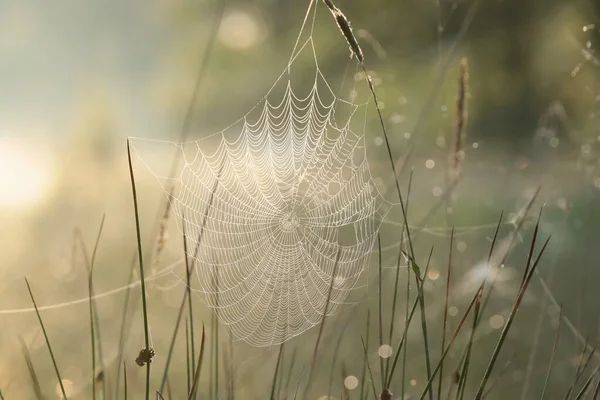 Spinnennetz Auf Einer Wiese Bei Sonnenaufgang — Stockfoto
