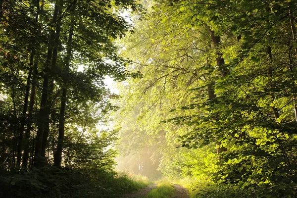 Brudna Droga Przez Las Mglisty Wiosenny Poranek — Zdjęcie stockowe