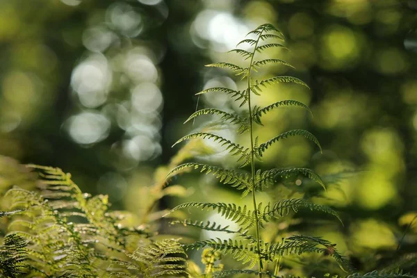 Samambaia Floresta Uma Manhã Primavera Ensolarada — Fotografia de Stock