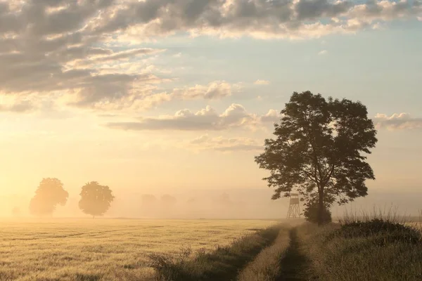 Ash Tree Next Dirt Road Foggy Weather Sunrise — Stock Photo, Image