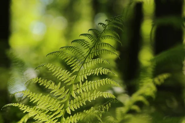 Fougère Dans Forêt Par Une Matinée Ensoleillée Printemps — Photo