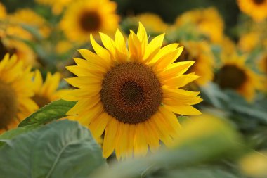 Ayçiçeği - Günbatımında Helianthus Annuus