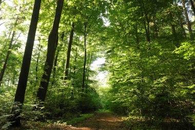 A path through the beech forest on a sunny spring morning