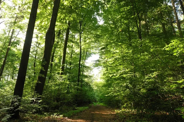 Path Beech Forest Sunny Spring Morning — Photo