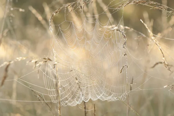 Gün Doğumunda Çayırdaki Örümcek Ağı — Stok fotoğraf