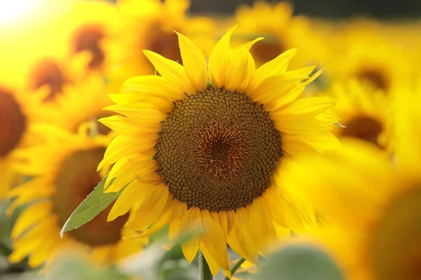 Zonnebloem Helianthus Annuus Bij Zonsondergang — Stockfoto