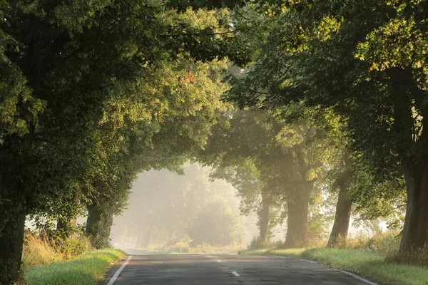 Αγροτικός Δρόμος Μέσα Από Δάσος Ένα Ομιχλώδες Πρωινό Του Καλοκαιριού — Φωτογραφία Αρχείου