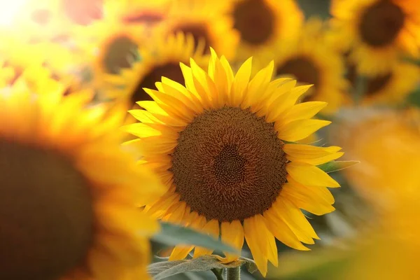 Zonnebloem Helianthus Annuus Bij Zonsondergang — Stockfoto