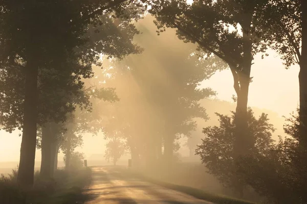 Landsväg Genom Dimmig Höstmorgon Stockbild