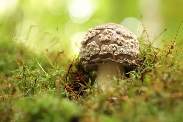 Mushroom Growing Tree Trunk Forest — Stock Photo, Image