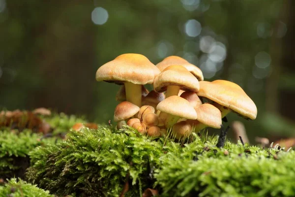 Mushrooms Growing Tree Trunk Forest — Stock Photo, Image