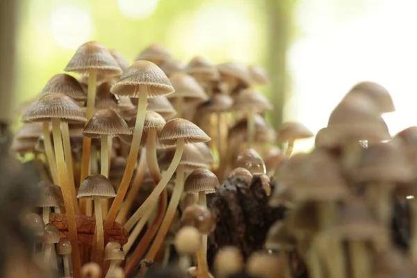 Mushrooms Growing Tree Trunk Forest — Stock Photo, Image