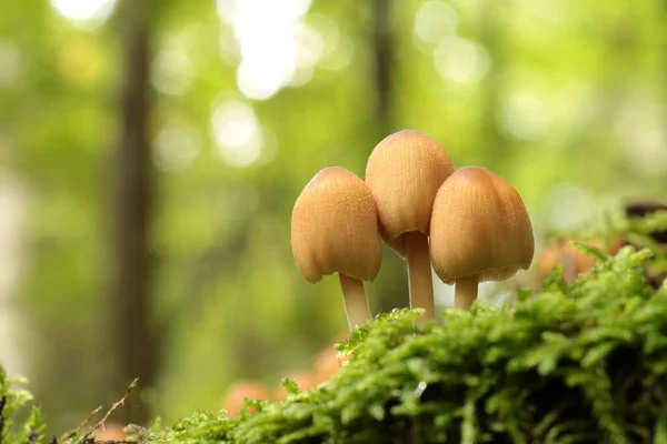 Mushrooms Growing Tree Trunk Forest — Stock Photo, Image