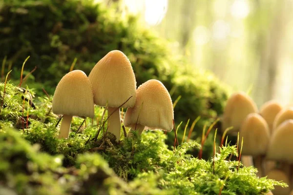 Mushrooms Growing Tree Trunk Forest — Stock Photo, Image