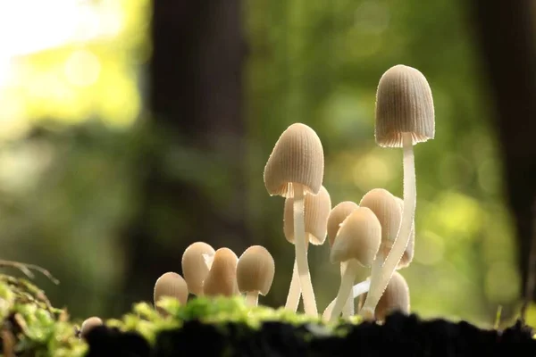 Mushrooms Growing Tree Trunk Forest — Stock Photo, Image