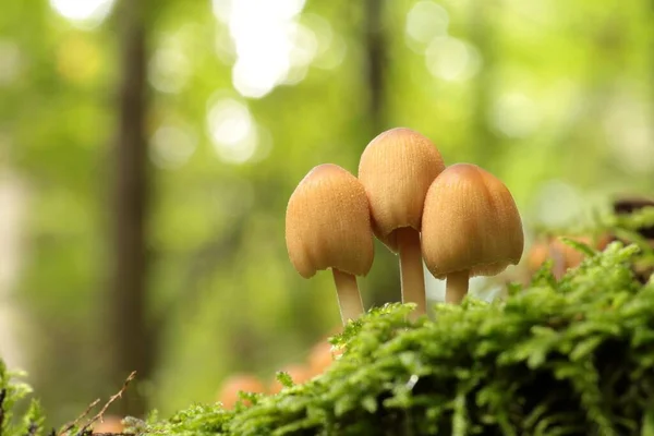 Cogumelos Crescendo Tronco Árvore Floresta Imagem De Stock