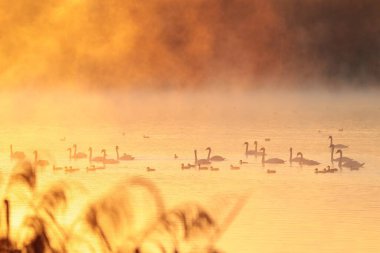 Gün doğumunda gölde kuğular
