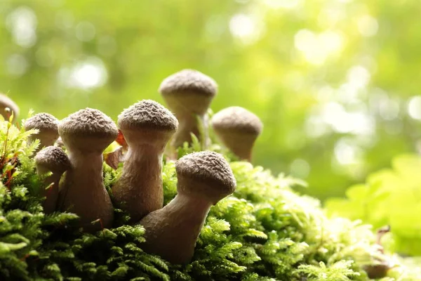 Mushrooms Growing Tree Trunk Forest — Stock Photo, Image