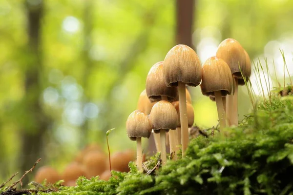 Mushrooms Growing Tree Trunk Forest — Stock Photo, Image