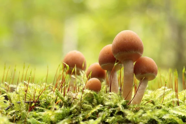 Cogumelos Crescendo Tronco Árvore Floresta Fotografia De Stock