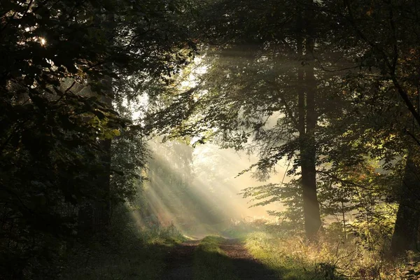 Caminho Floresta Entre Carvalhos Uma Manhã Outono Enevoada — Fotografia de Stock