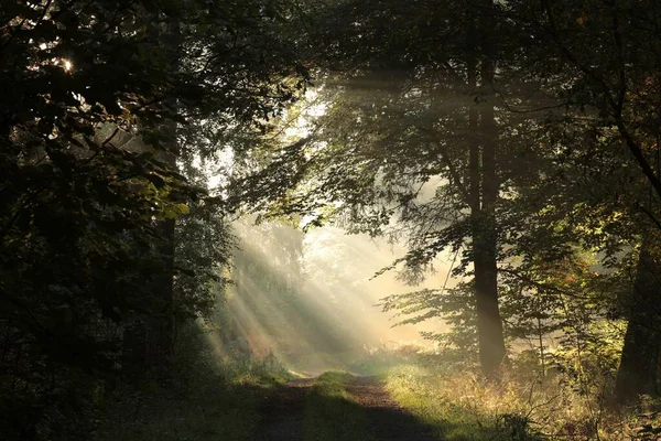 霧深い秋の朝にオークの木の間の森の道 ロイヤリティフリーのストック画像