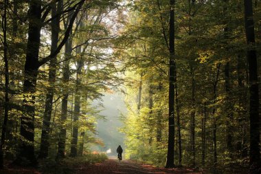 Adam sisli bir sonbahar sabahında ormanda bisiklet sürüyor..