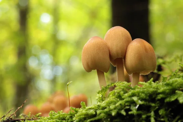 Mushrooms Growing Tree Trunk Forest — Stock Photo, Image