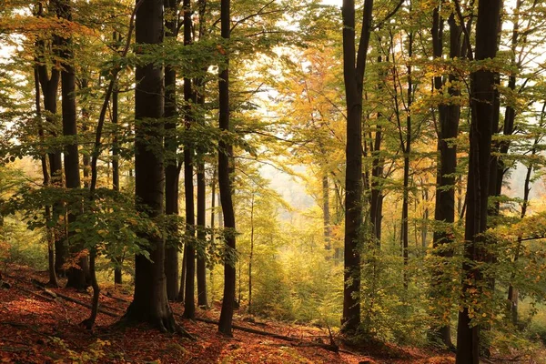 日の出の間に山の斜面に秋のブナの森 10月 ポーランド ストック写真