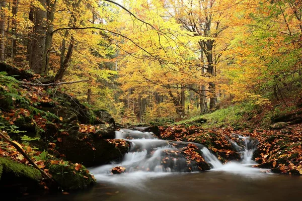 Arroyo Forestal Que Desciende Las Montañas —  Fotos de Stock