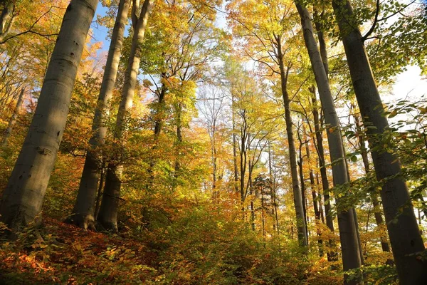 Floresta Faia Outono Encosta Montanha Durante Pôr Sol Outubro Polónia — Fotografia de Stock