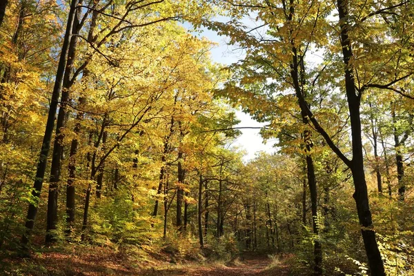 Vägen Genom Höstskogen Solig Morgon Oktober Polen Royaltyfria Stockfoton