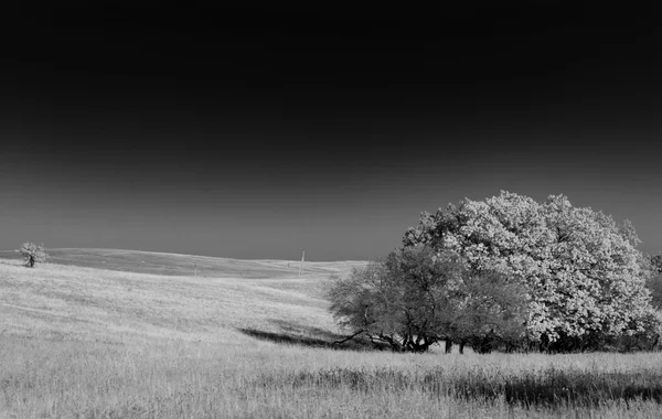 Schwarz-weiße Landschaft mit Bäumen — Stockfoto