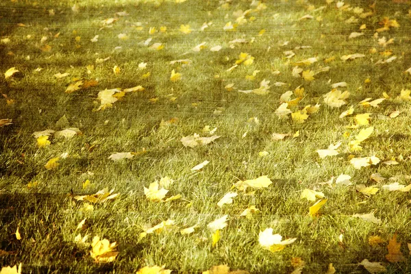 Yellow leaves on the ground. — Stock Photo, Image