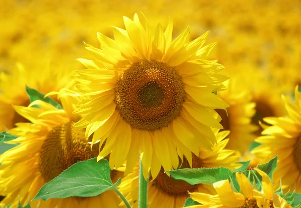 Champ de tournesols — Photo