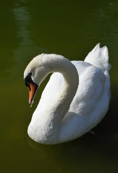 Witte zwaan op groen water — Stockfoto