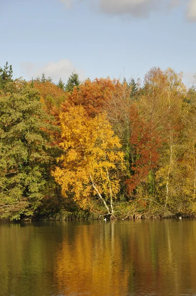 Árboles con Colores de Caída que se reflejan en el Agua — Foto de Stock