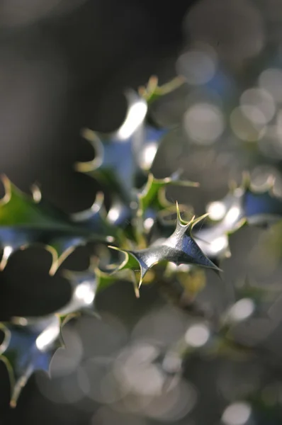 Liście ciemno zielone holly z tło zamazane pole — Zdjęcie stockowe