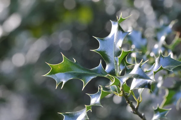 Green Holly Leafs with a blurred background