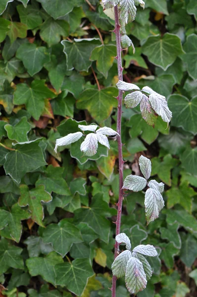 Gröna blad med vit frost — Stockfoto