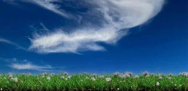 Strip Wild Green Grass Many White Head Dandelions White Background — Stock Photo, Image