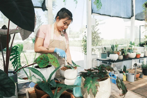 Young woman gardeners transplanting plant in ceramic pots. — Stock Photo, Image