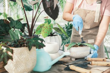 Genç kadın bahçıvanlar seramik saksılarda bitki naklediyorlar..