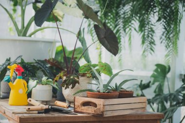 Fabrika ve fidanlık..