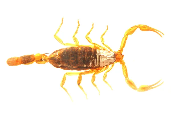 Scorpione giallo — Foto Stock
