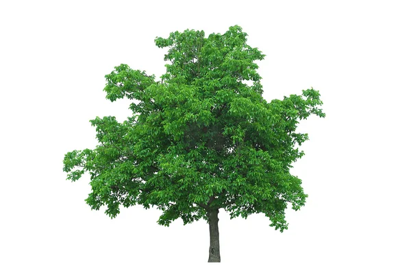 Walnut tree — Stock Photo, Image