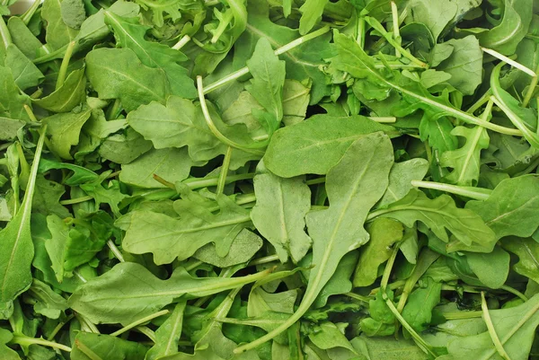 Rucola — Foto Stock