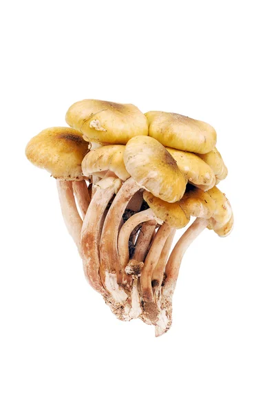 Mushrooms isolated — Stock Photo, Image